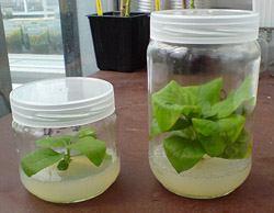 plant tissue culture jars